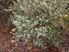 Spyridium spathulatum