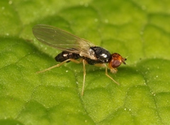 Chamaepsila