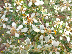 Spyridium spathulatum