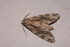 Agrius godarti