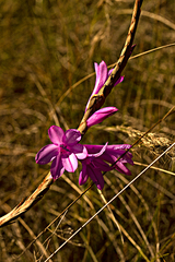 Watsonia densiflora
