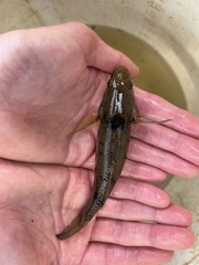 Gobiomorphus gobioides