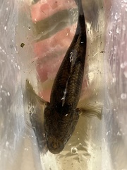 Gobiomorphus gobioides