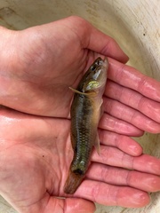 Gobiomorphus gobioides