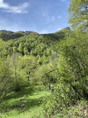 Acer monspessulanum