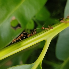 Oecophylla smaragdina