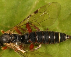 Itoplectis maculator