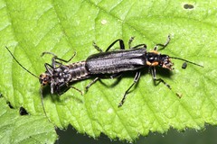 Cantharis obscura