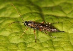 Itoplectis maculator