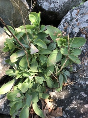 Hylotelephium telephioides