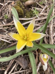 Tulipa urumiensis