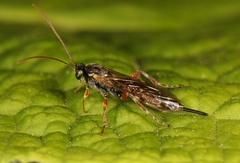 Itoplectis maculator