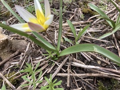 Tulipa urumiensis