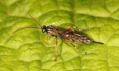 Itoplectis maculator