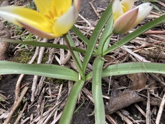 Tulipa urumiensis