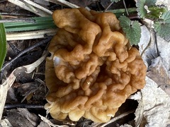 Gyromitra gigas