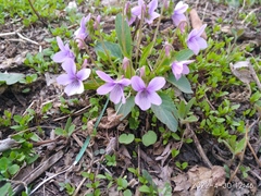 Viola prionantha