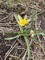 Tulipa urumiensis