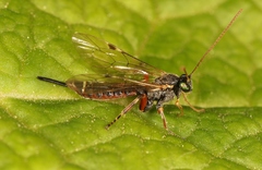 Itoplectis maculator