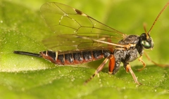 Itoplectis maculator