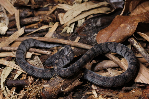 Photo of a Smooth Slug Snake (Asthenodipsas laevis)
