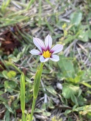 Sisyrinchium