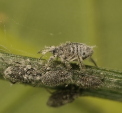 Schizolachnus pineti