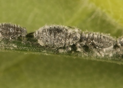 Schizolachnus pineti