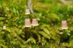Mycena mamaku