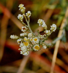 Helichrysum melanacme