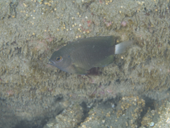 Pomacentrus chrysurus