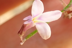 Lobelia patula