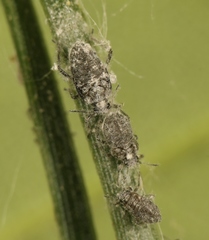 Schizolachnus pineti