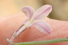 Lobelia patula