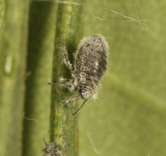 Schizolachnus pineti