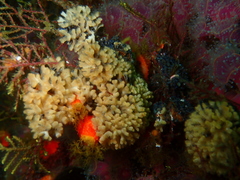 Gigantopora polymorpha
