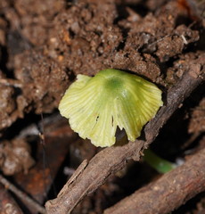 Entoloma rodwayi