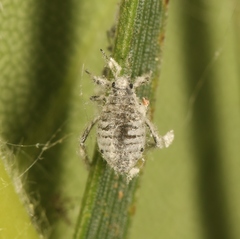 Schizolachnus pineti