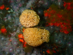 Gigantopora polymorpha