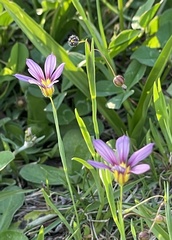 Sisyrinchium