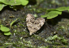 Choreutis hyligenes