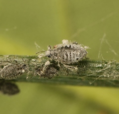Schizolachnus pineti