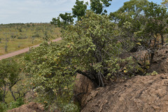 Brachychiton chillagoensis