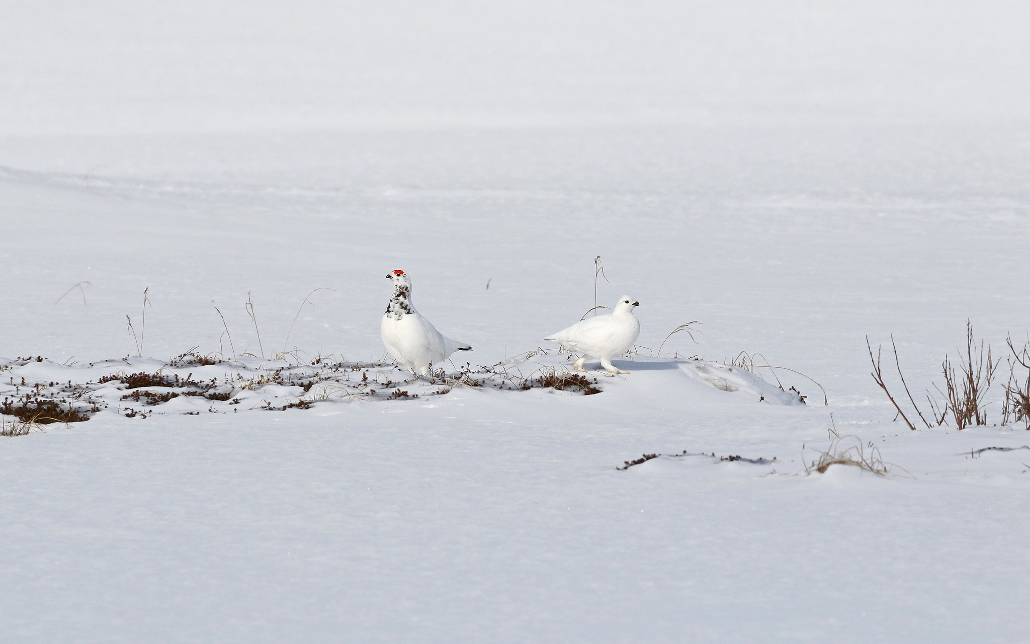 Willow Ptarmigan