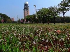 Murdannia loriformis