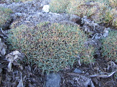 Poa pygmaea