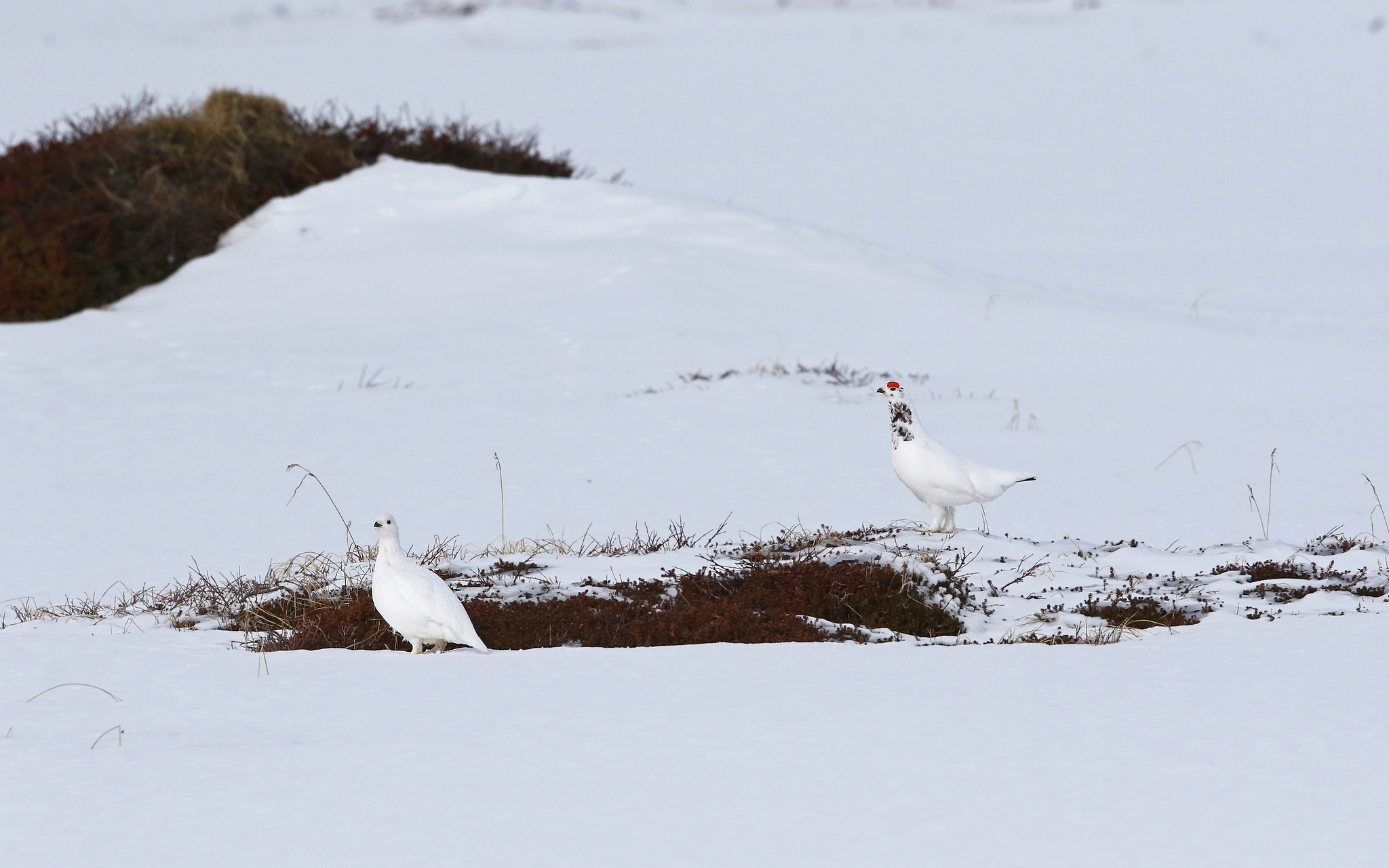 Willow Ptarmigan