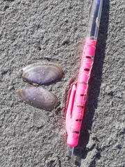 Hiatula nitida