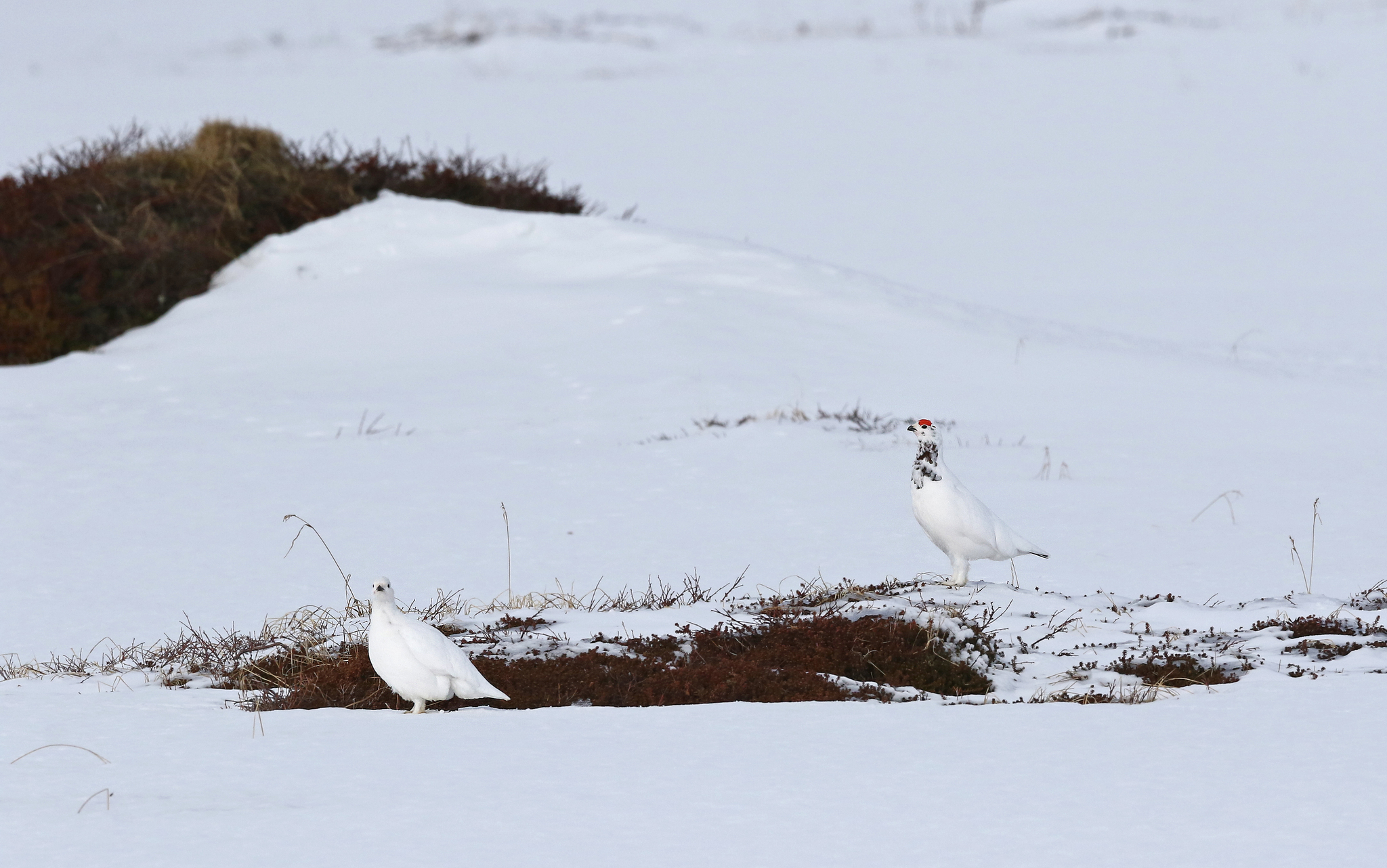 Willow Ptarmigan
