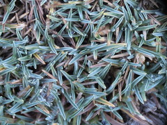 Poa pygmaea